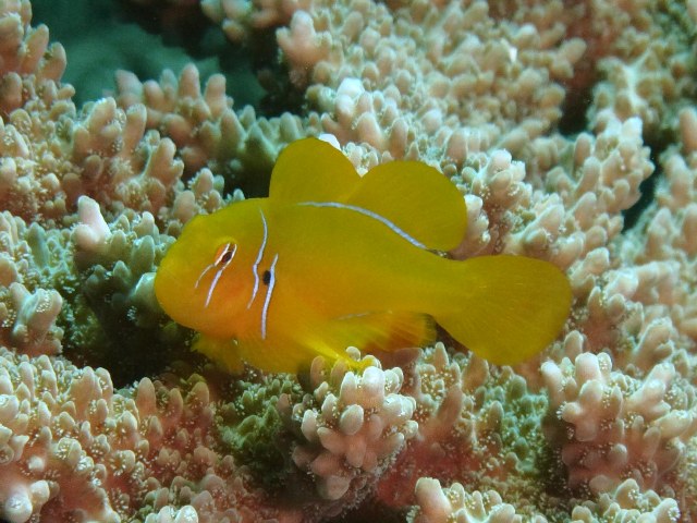 Gobiodon Citrinus